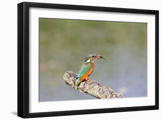 Kingfisher on Perch with Fish-null-Framed Photographic Print