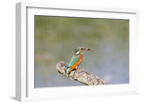 Kingfisher on Perch with Fish-null-Framed Photographic Print