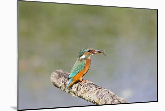 Kingfisher on Perch with Fish-null-Mounted Photographic Print