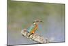 Kingfisher on Perch with Fish-null-Mounted Photographic Print