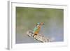 Kingfisher on Perch with Fish-null-Framed Photographic Print