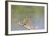 Kingfisher on Perch with Fish-null-Framed Photographic Print