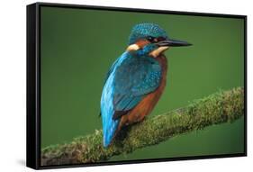 Kingfisher Perched on Branch-null-Framed Stretched Canvas