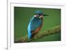 Kingfisher Perched on Branch-null-Framed Photographic Print