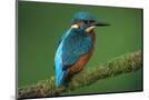 Wood Mount