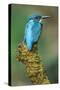 Kingfisher Perched on Moss Covered Tree Stump-null-Stretched Canvas