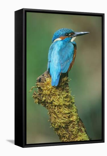 Kingfisher Perched on Moss Covered Tree Stump-null-Framed Stretched Canvas