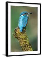 Kingfisher Perched on Moss Covered Tree Stump-null-Framed Premium Photographic Print