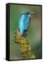 Kingfisher Perched on Moss Covered Tree Stump-null-Framed Stretched Canvas