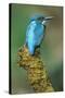 Kingfisher Perched on Moss Covered Tree Stump-null-Stretched Canvas