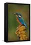 Kingfisher Perched on Moss Covered Tree Stump-null-Framed Stretched Canvas