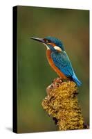 Kingfisher Perched on Moss Covered Tree Stump-null-Stretched Canvas