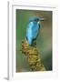 Kingfisher Perched on Moss Covered Tree Stump-null-Framed Photographic Print