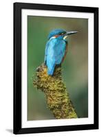 Kingfisher Perched on Moss Covered Tree Stump-null-Framed Photographic Print