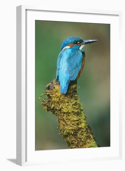 Kingfisher Perched on Moss Covered Tree Stump-null-Framed Photographic Print