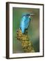 Kingfisher Perched on Moss Covered Tree Stump-null-Framed Photographic Print