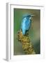 Kingfisher Perched on Moss Covered Tree Stump-null-Framed Photographic Print