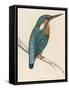 Kingfisher Sitting on a Thin Branch-Reverend Francis O. Morris-Framed Stretched Canvas