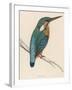 Kingfisher Sitting on a Thin Branch-Reverend Francis O. Morris-Framed Photographic Print