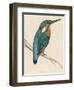 Kingfisher Sitting on a Thin Branch-Reverend Francis O. Morris-Framed Photographic Print