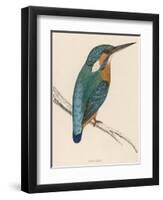 Kingfisher Sitting on a Thin Branch-Reverend Francis O. Morris-Framed Photographic Print