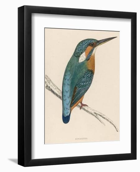 Kingfisher Sitting on a Thin Branch-Reverend Francis O. Morris-Framed Photographic Print