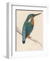 Kingfisher Sitting on a Thin Branch-Reverend Francis O. Morris-Framed Photographic Print