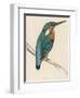 Kingfisher Sitting on a Thin Branch-Reverend Francis O. Morris-Framed Photographic Print