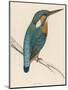 Kingfisher Sitting on a Thin Branch-Reverend Francis O. Morris-Mounted Photographic Print