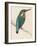 Kingfisher Sitting on a Thin Branch-Reverend Francis O. Morris-Framed Photographic Print