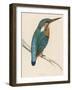 Kingfisher Sitting on a Thin Branch-Reverend Francis O. Morris-Framed Photographic Print