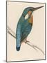 Kingfisher Sitting on a Thin Branch-Reverend Francis O. Morris-Mounted Photographic Print