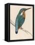 Kingfisher Sitting on a Thin Branch-Reverend Francis O. Morris-Framed Stretched Canvas