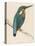 Kingfisher Sitting on a Thin Branch-Reverend Francis O. Morris-Stretched Canvas