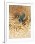 Kingfisher Study-Michael Jackson-Framed Giclee Print