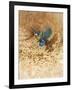 Kingfisher Study-Michael Jackson-Framed Giclee Print