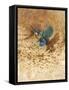 Kingfisher Study-Michael Jackson-Framed Stretched Canvas