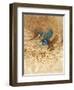 Kingfisher Study-Michael Jackson-Framed Giclee Print