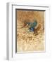 Kingfisher Study-Michael Jackson-Framed Giclee Print