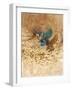 Kingfisher Study-Michael Jackson-Framed Giclee Print