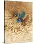 Kingfisher Study-Michael Jackson-Stretched Canvas