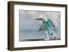 Kingfisher taking off from water, France-Michel Poinsignon-Framed Photographic Print