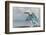 Kingfisher taking off from water, France-Michel Poinsignon-Framed Photographic Print