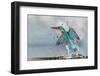 Kingfisher taking off from water, France-Michel Poinsignon-Framed Photographic Print