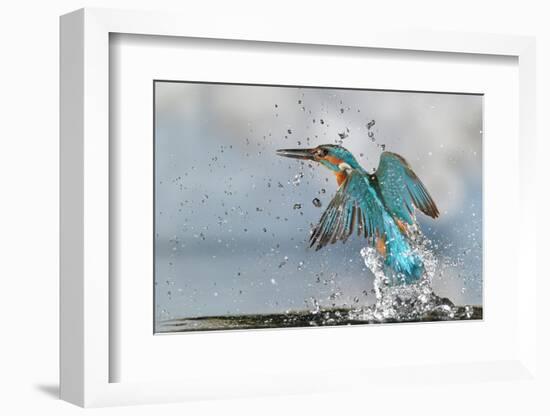 Kingfisher taking off from water, France-Michel Poinsignon-Framed Photographic Print