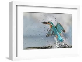 Kingfisher taking off from water, France-Michel Poinsignon-Framed Photographic Print