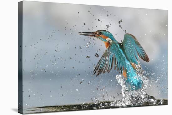 Kingfisher taking off from water, France-Michel Poinsignon-Stretched Canvas