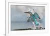 Kingfisher taking off from water, France-Michel Poinsignon-Framed Photographic Print