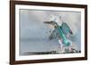 Kingfisher taking off from water, France-Michel Poinsignon-Framed Photographic Print