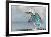 Kingfisher taking off from water, France-Michel Poinsignon-Framed Photographic Print